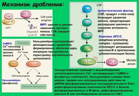 Дробление системы