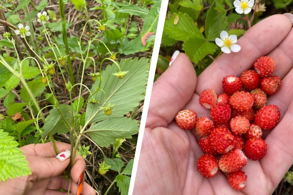где собирают лесную клубнику. поспела ли клубника в татарстане. клубника лесная. земляника крупноплодная заря. земляника московские зори.