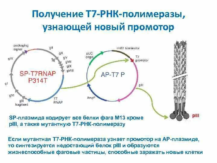 Промоторы РНК-полимеразы i. Промотор РНК полимеразы. Бактериальная РНК полимераза. РНК полимераза бактерий.