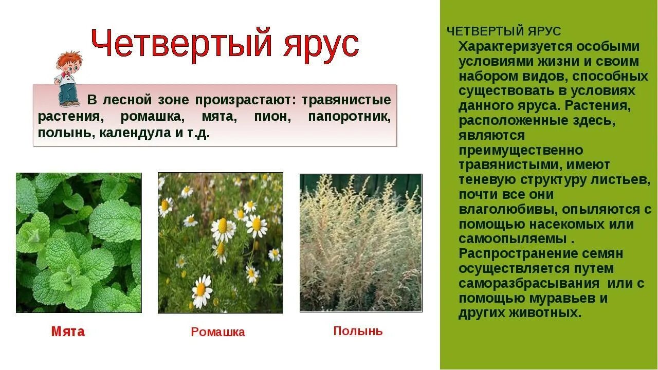Приспособления растений нижних ярусов. Ярусность тропического леса. Ярусность лесного биоценоза. Ярусы влажного экваториального леса. Приспособления растений нижних ярусов.