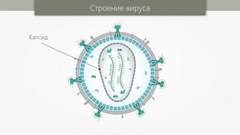 Строение организма вируса