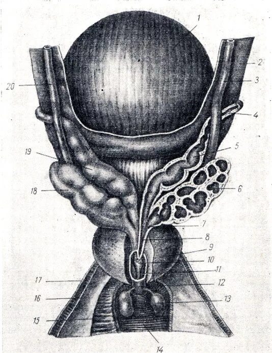 Семенные пузырьки топография. Бульбоуретральные железы и предстательная железа анатомия. Семенные пузырьки предстательная железа бульбоуретральная железа. Семенные пузырьки и бульбоуретральные железы. Маточка у мужчин