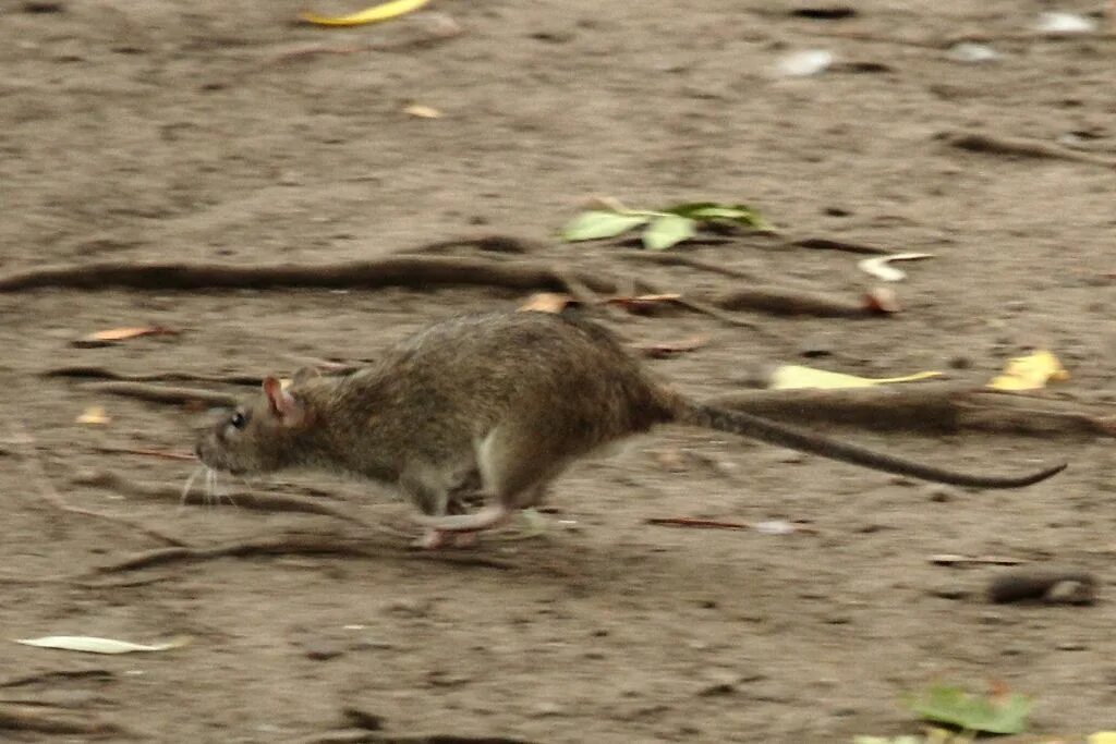 Мышь бежит. Крыса бежит. Крыса убегает. Крыса прыгает.