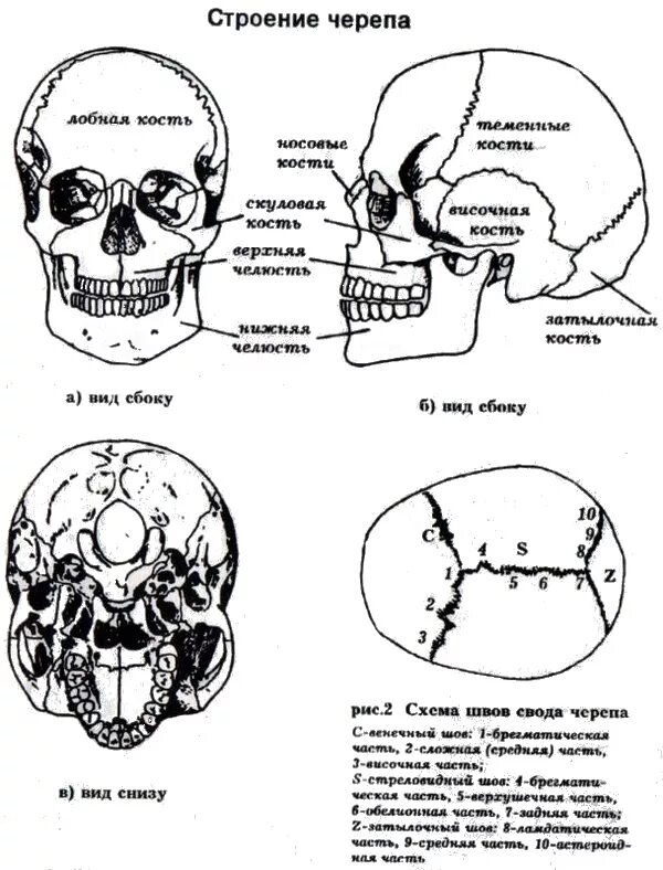 Череп строение таблица. Схема черепа спереди и сбоку. схема черепа человека вид сбоку. строение черепа человека вид сбоку. строение черепа ребенка 1.
