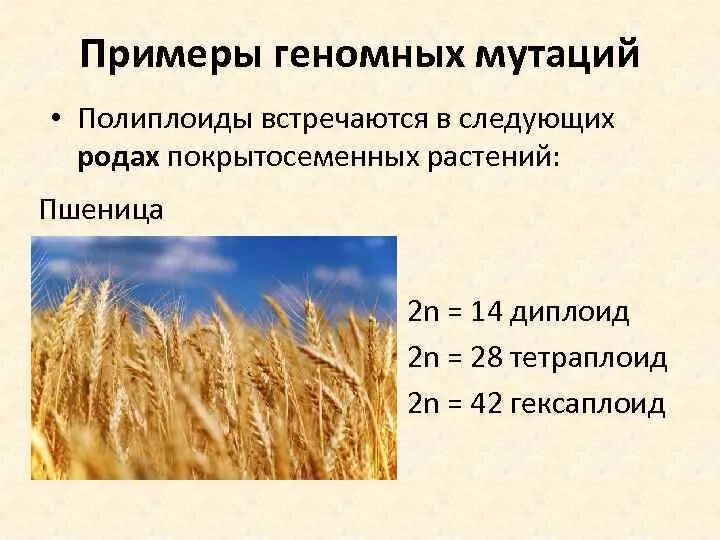 Пшеница мутации