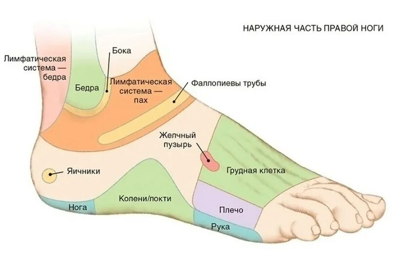 Середина стопы. Ступня болит сбоку с внешней стороны пятки. Части ступы. Название частей стопы. Название частей ступни.