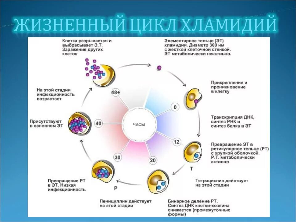 Жизненный цикл хламидий. Жизненный цикл хламидии микробиология. Жизненный цикл хламидий схема. Этапы жизненного цикла хламидий. Стадии жизненного цикла хламидии.