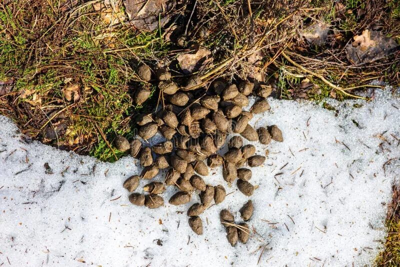 Deer Droppings Mossy Oak