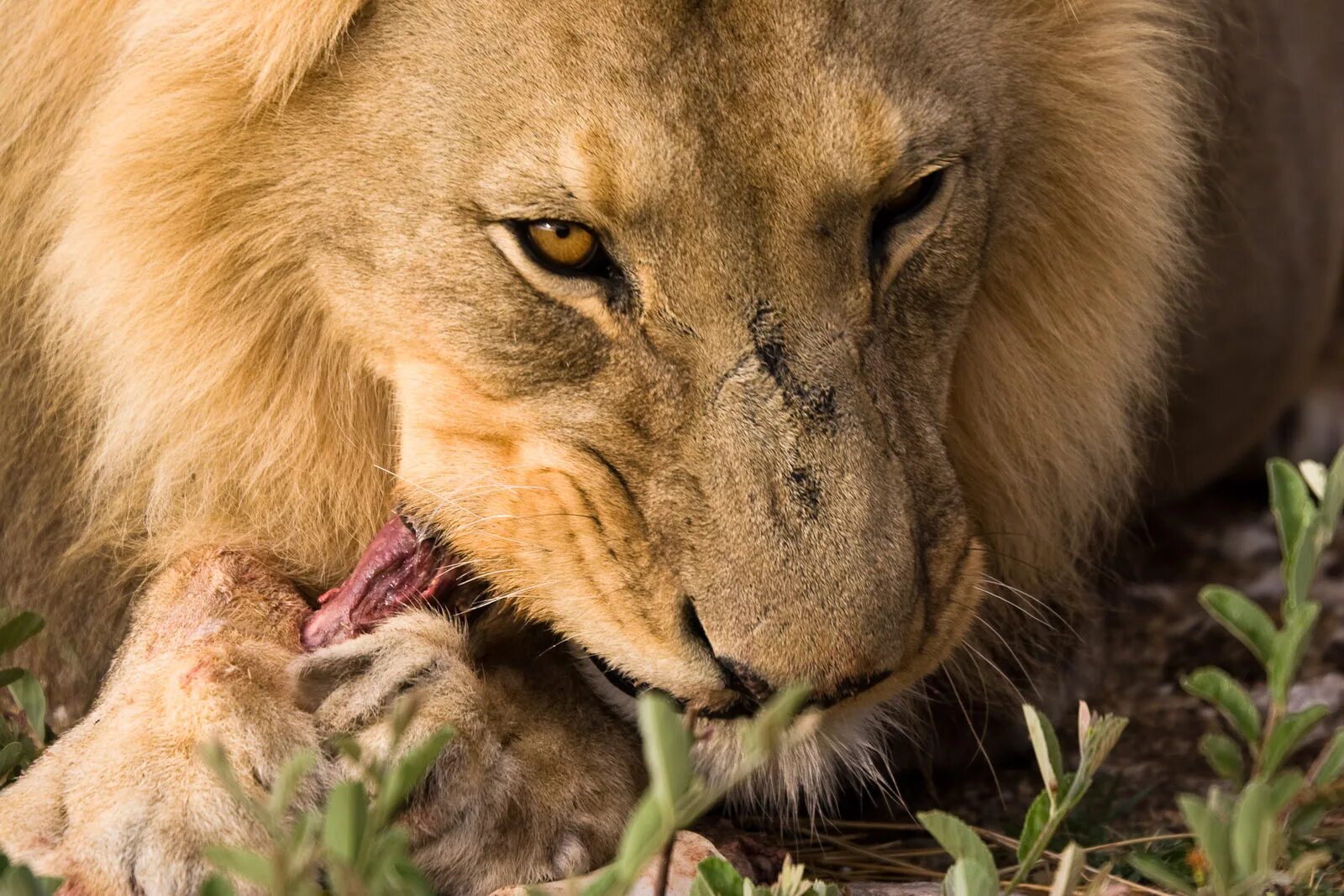 Мясо львов едят. Лев. Африканский Лев.