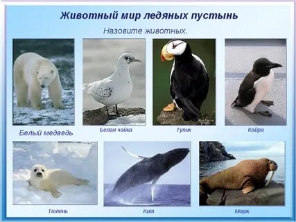 Животные арктики 4