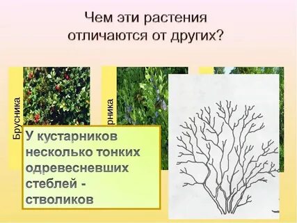 Кустарники и травы 2 класс