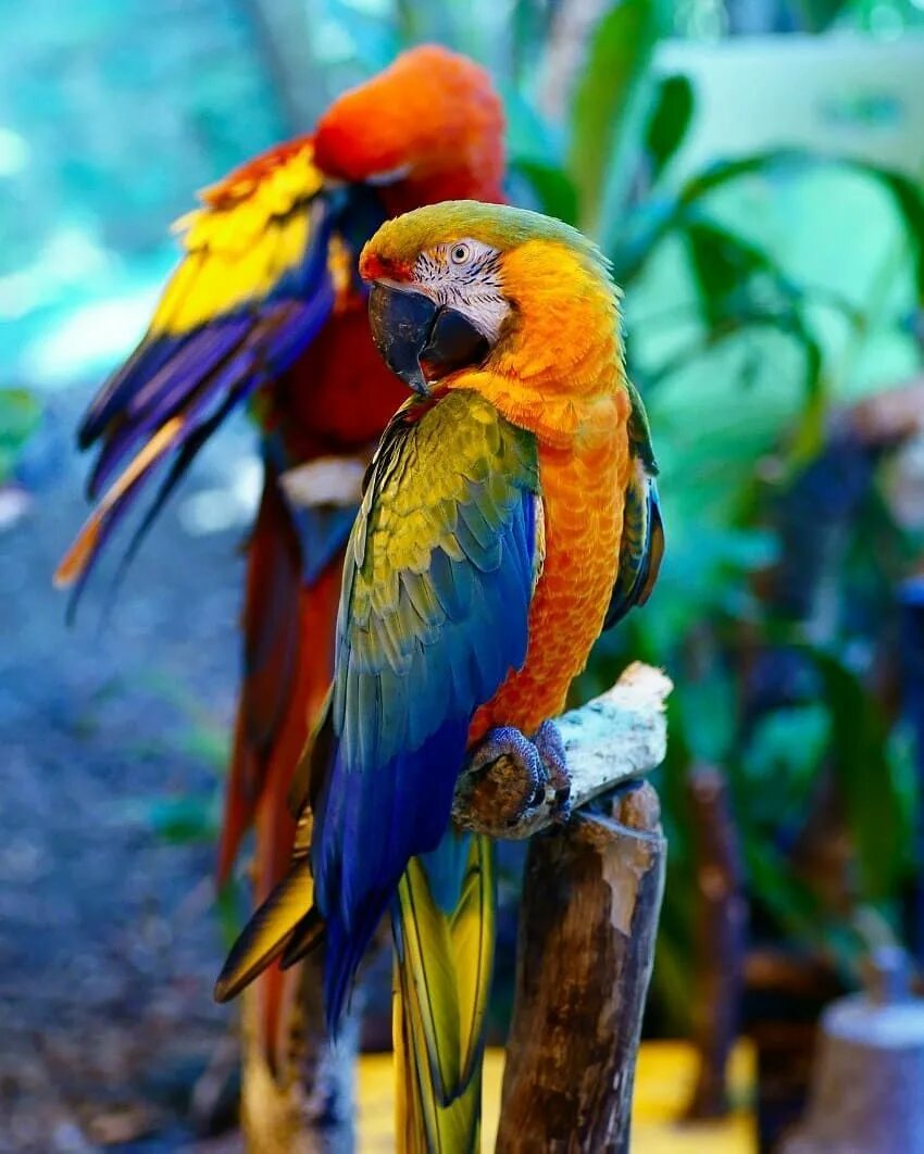 Разноцветное какаду. Какаду и ара. Ара попугай Джейден. Африканский попугай ара. Лоро парк птицы.