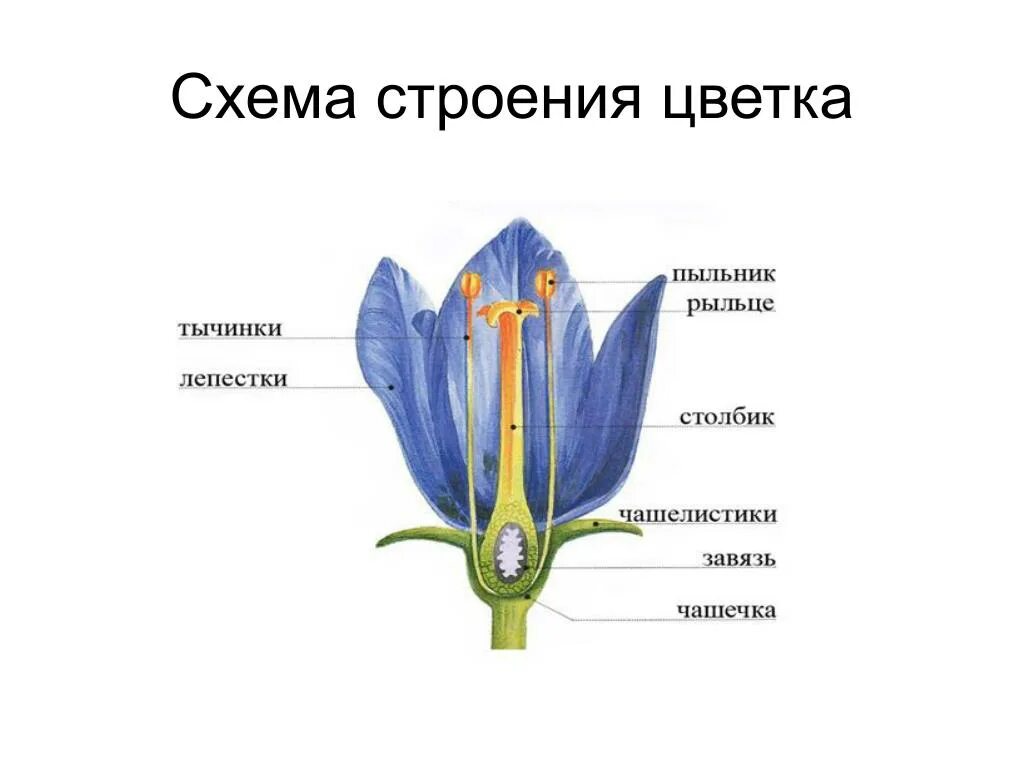 Строение цветка схема биология. Генеративные органы строение цветка. Строение цветка 5 класс биология. Схема строения цветка 6 класс биология.