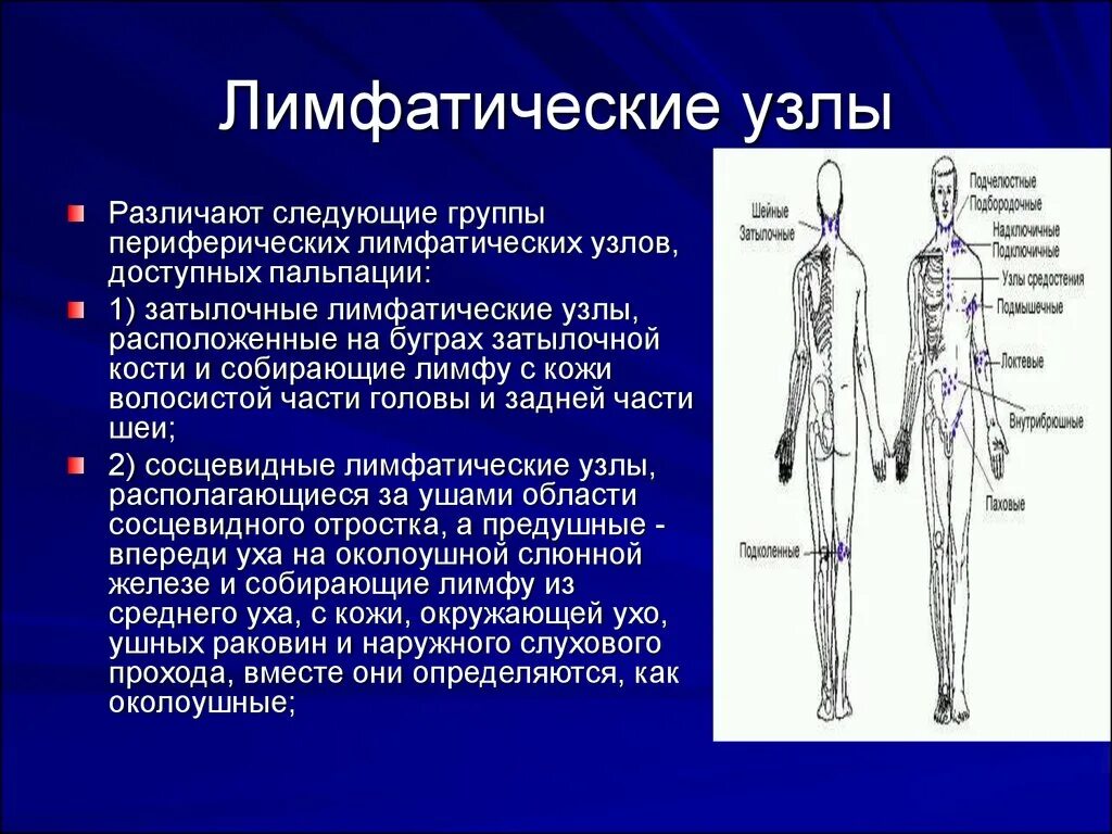 Количество лимфатических узлов. Лимфа и лимфатические узлы. Локализация лимфатических узлов. Основные группы лимфатических узлов в теле человека. Периферические лимфатические узлы.