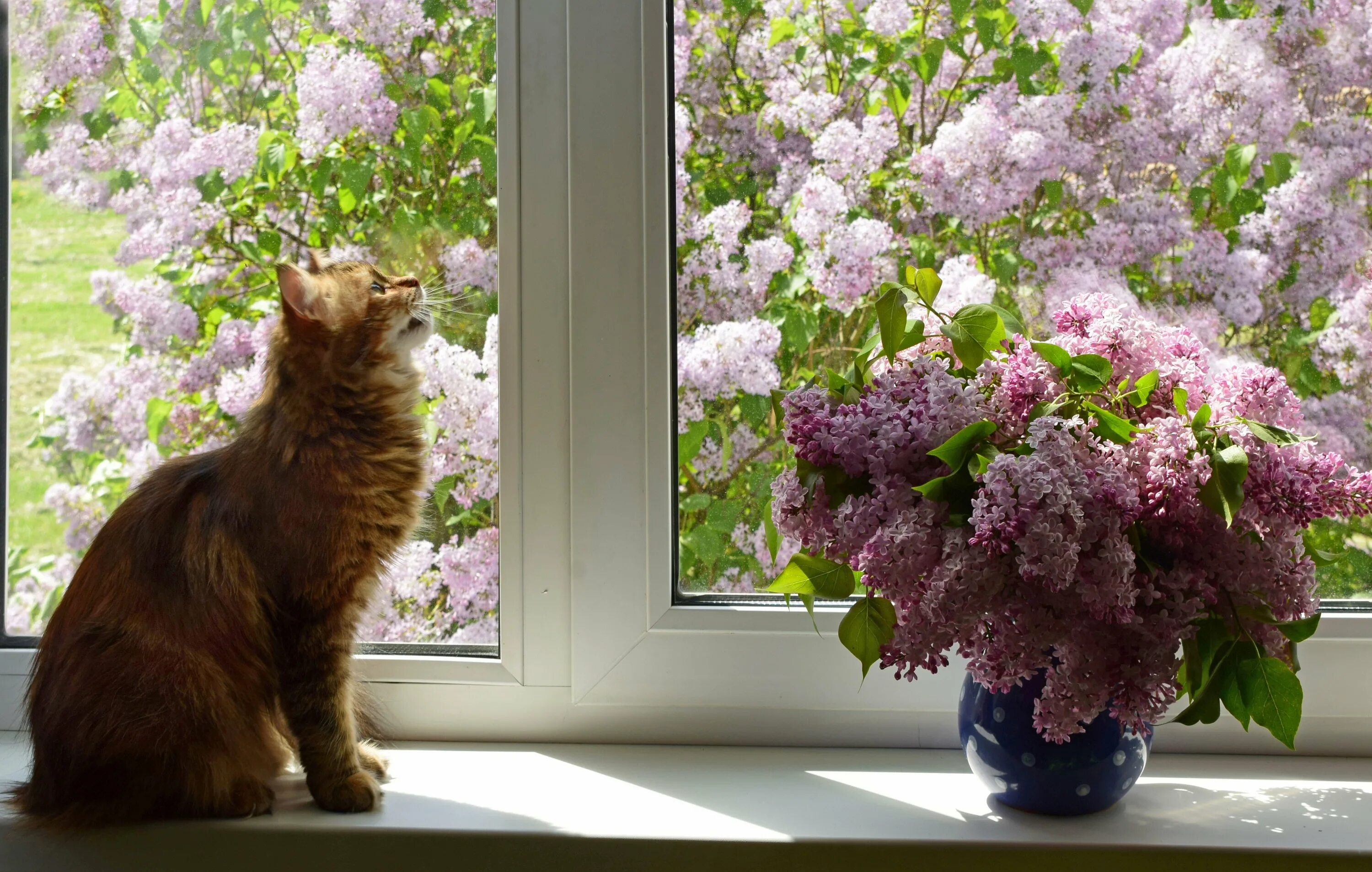 Кошки сиренью. Кот и сирень. Коты и сирень. Котенок в сирени. Букет сирени и кот.