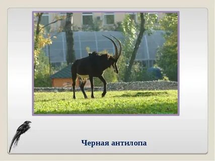 Виртуальный зоопарк