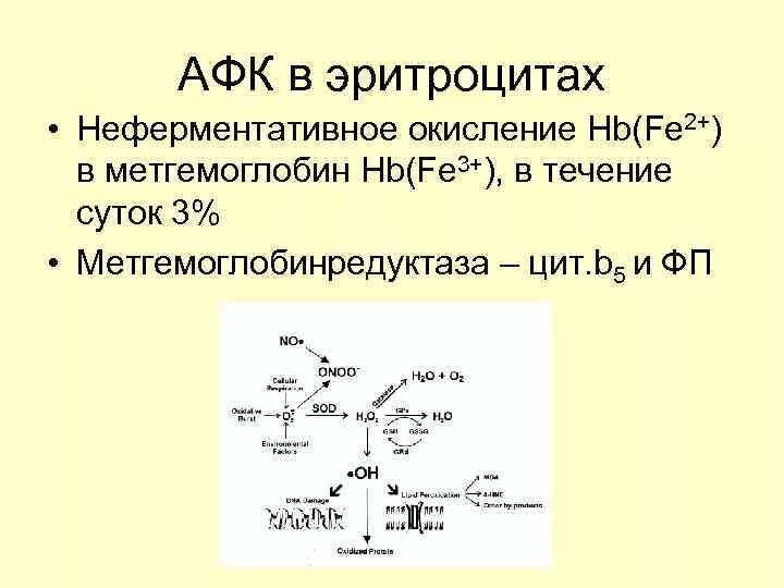 Обезвреживание активных форм кислорода в эритроцитах. Активные формы кислорода биохимия. афк биохимия. активные формы кислорода афк. афк в эритроцитах.