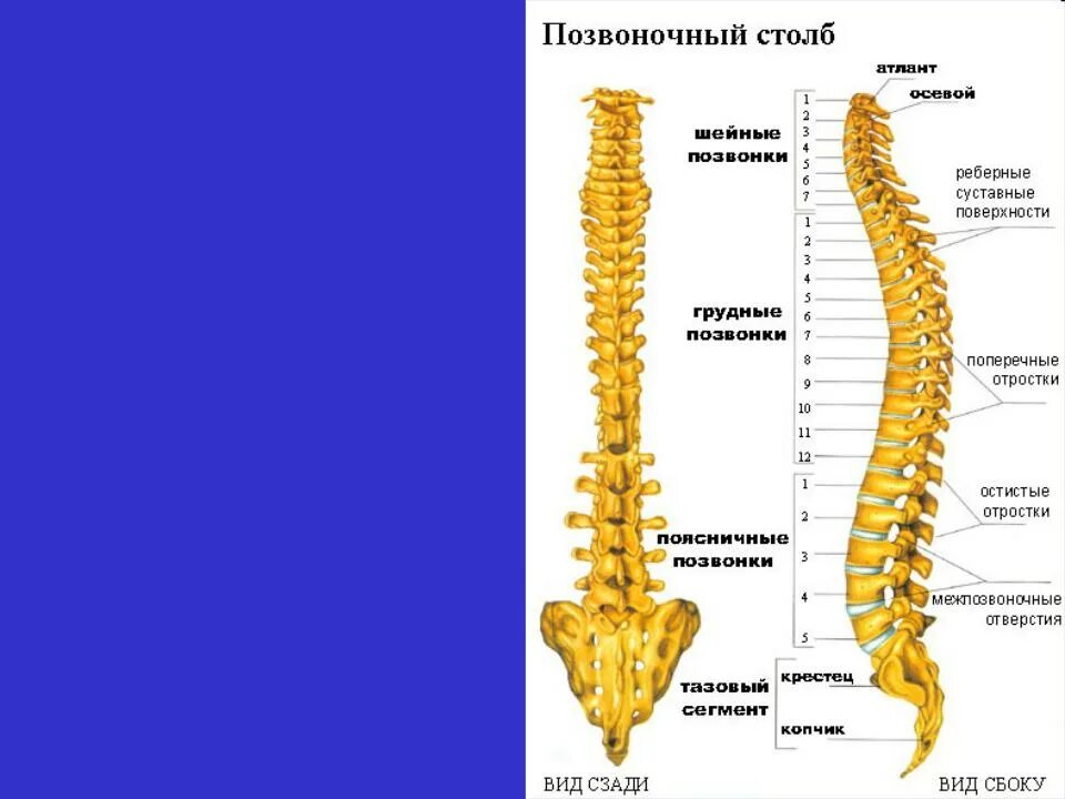 Позвоночник. Позвоночник человека что это. Позвоночник отделы позвоночника рисунок. Позвоночник скелет позвоночника. Схема позвонков грудного отдела позвоночника.