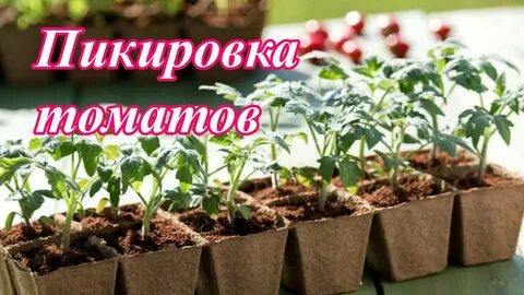 Значение пикировки для овощевода