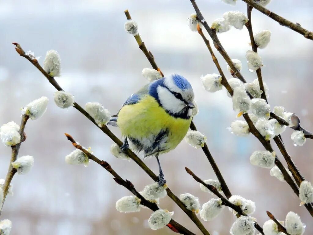 Март день птиц. Синица лазоревка весной. Весенний Солнцеворот Вербоносица.