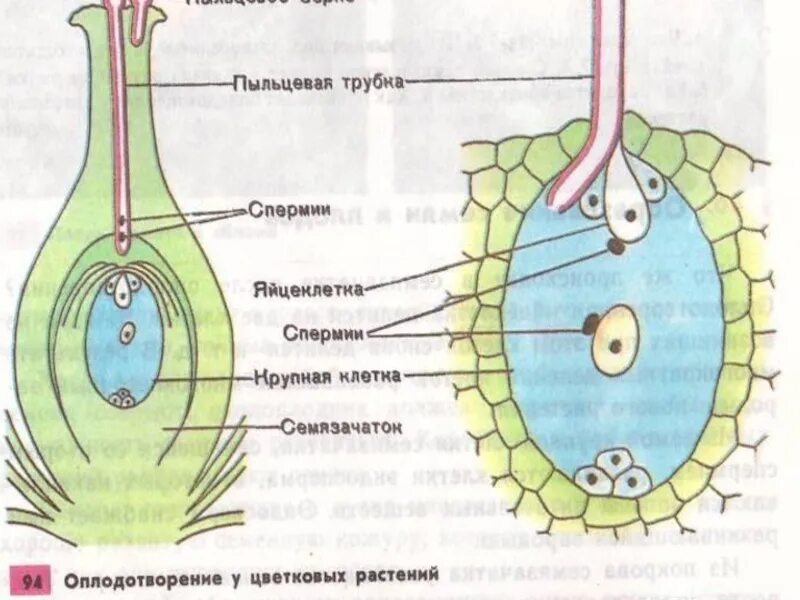 Двойное оплодотворение у растений открыл. Схема двойного оплодотворения у покрытосеменных растений. Схема оплодотворения у цветковых растений. Схема двойного оплодотворения у растений. Двойное оплодотворение у цветковых растений.