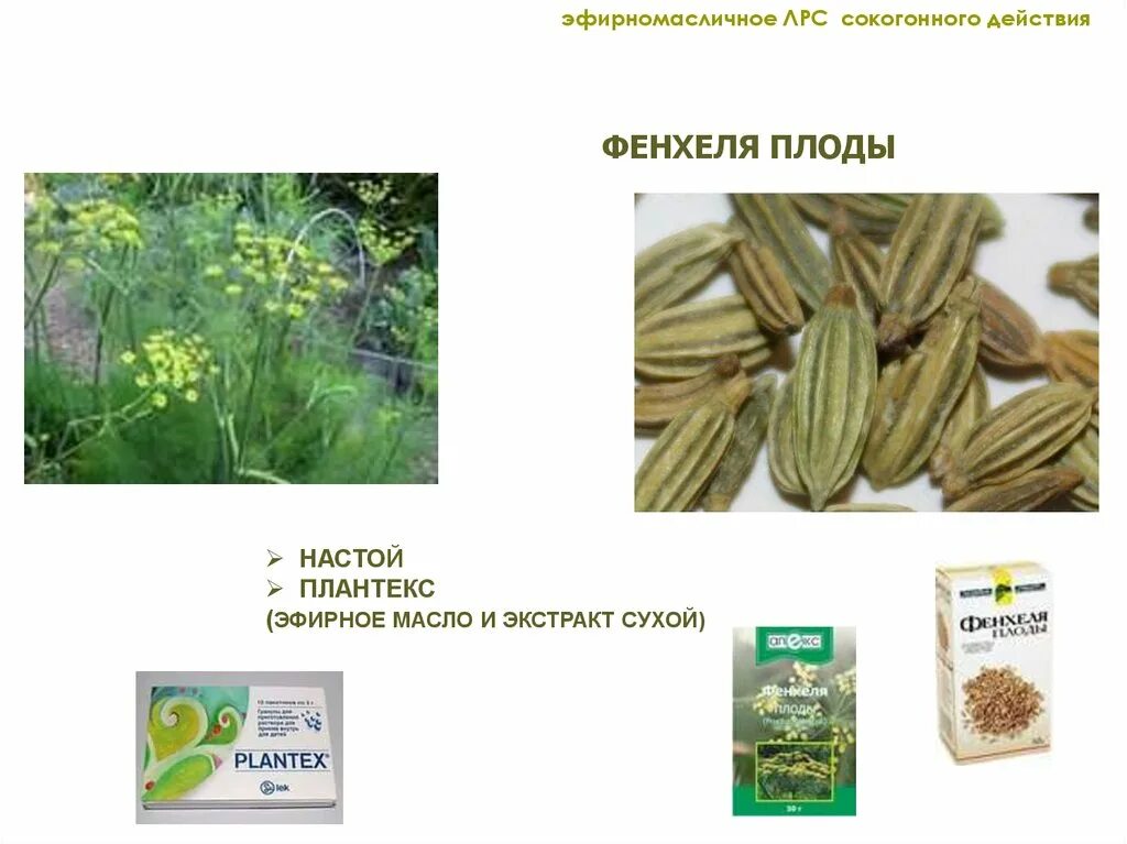 Фенхель сырье. Фенхель - эфирное масло. Экстракт фенхеля. Плоды фенхеля. Фенхеля обыкновенного плоды (сырье растительное).