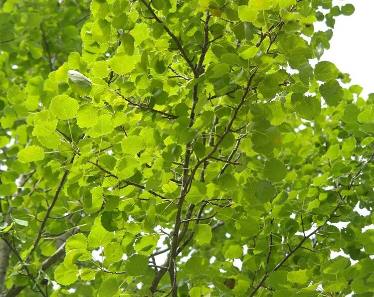 Осина (Populus tremula). Осина обыкновенная (Populus tremula). Тополь дрожащий осина. Осина Сибирская. Осина в какой природной