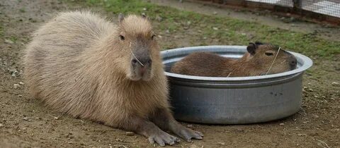Кофе с капибарой