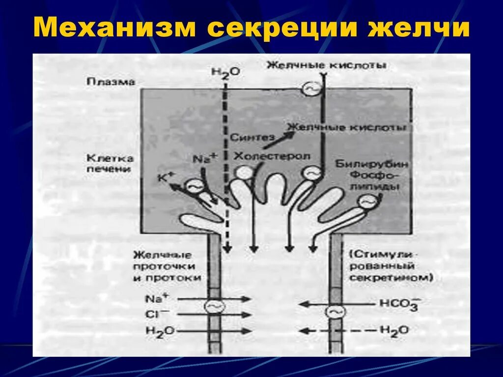 Схема механизма образования желчи. Секреция желчи физиология. Механизм образования желчи физиология. Механизм секреции желчи.