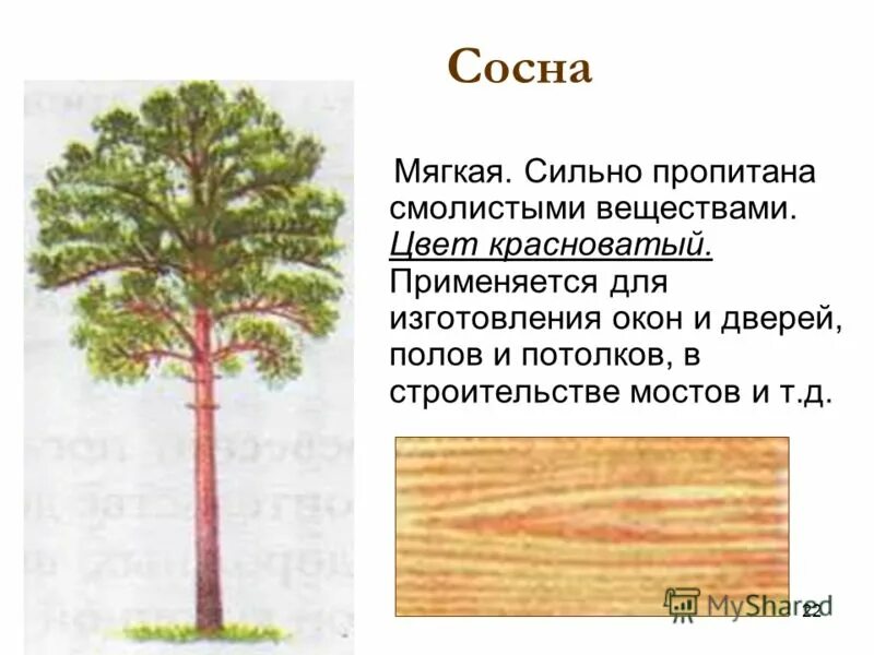 формиат формула. состав ствола дерева схема. сосна строение дерева. название вещества дерево. название вещества дерево.