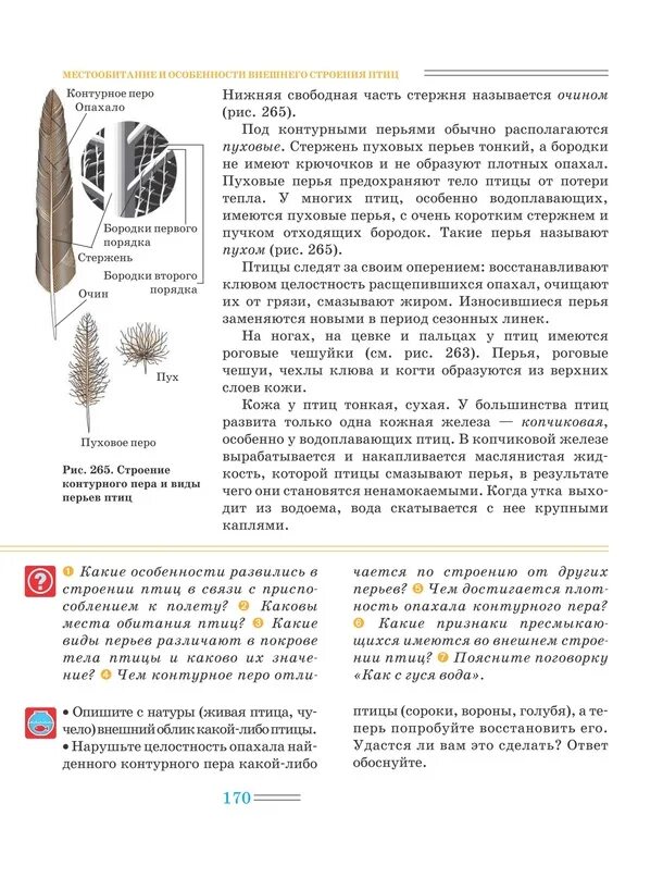 Расположение контурных перьев на теле птицы. Строение контурного пера. Особенности строения контурного пера. Пуховые перья птиц строение. Перо птицы строение.