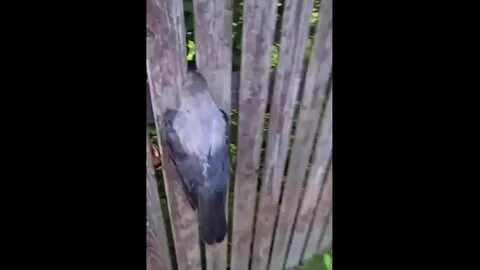 Застряла в заборе