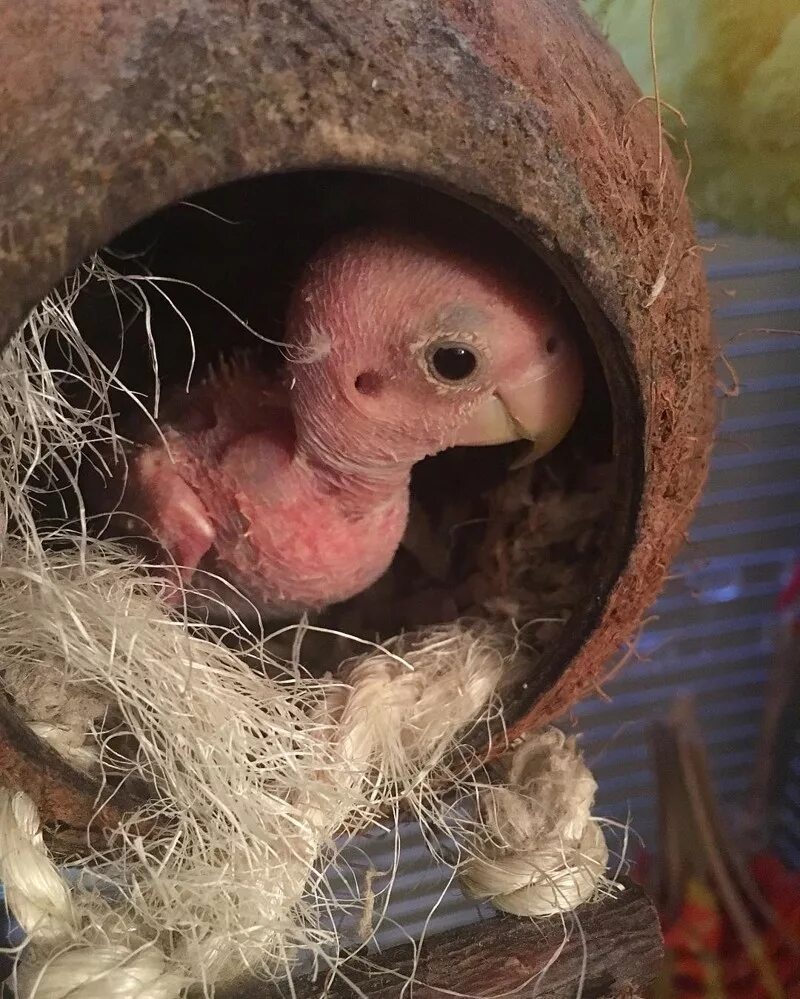 Человек животное без перьев. Лысый птенец. птица без перьев. пернатые без перьев. попугай без перьев птенец.