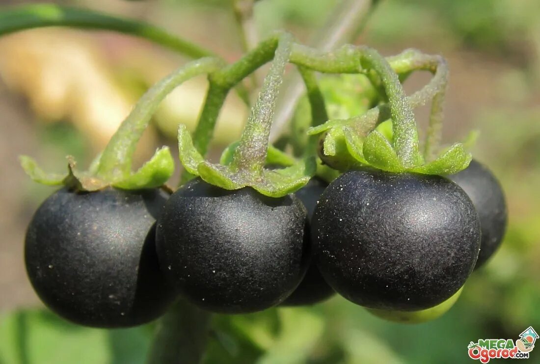 паслен черный (solanum nigrum). пасленовые ягоды. паслен санберри. паслен куст. ягода паслен черный.