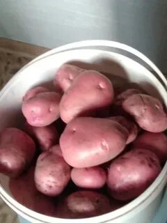 Картофель вишня