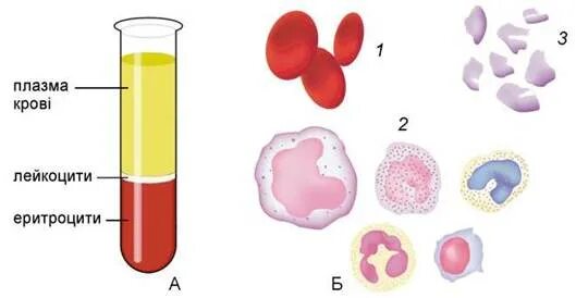 Плазма и форменные элементы крови. Кровь плазма и форменные элементы крови. Плазма и форменные элементы крови рисунок. Состав крови плазма крови форменные элементы.