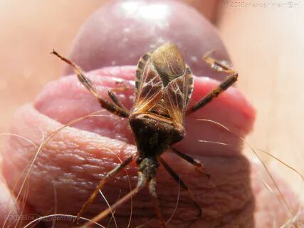 Formicophilia, conifer, seed, bugs, crawling, flies, Horseflies, worm, inse...