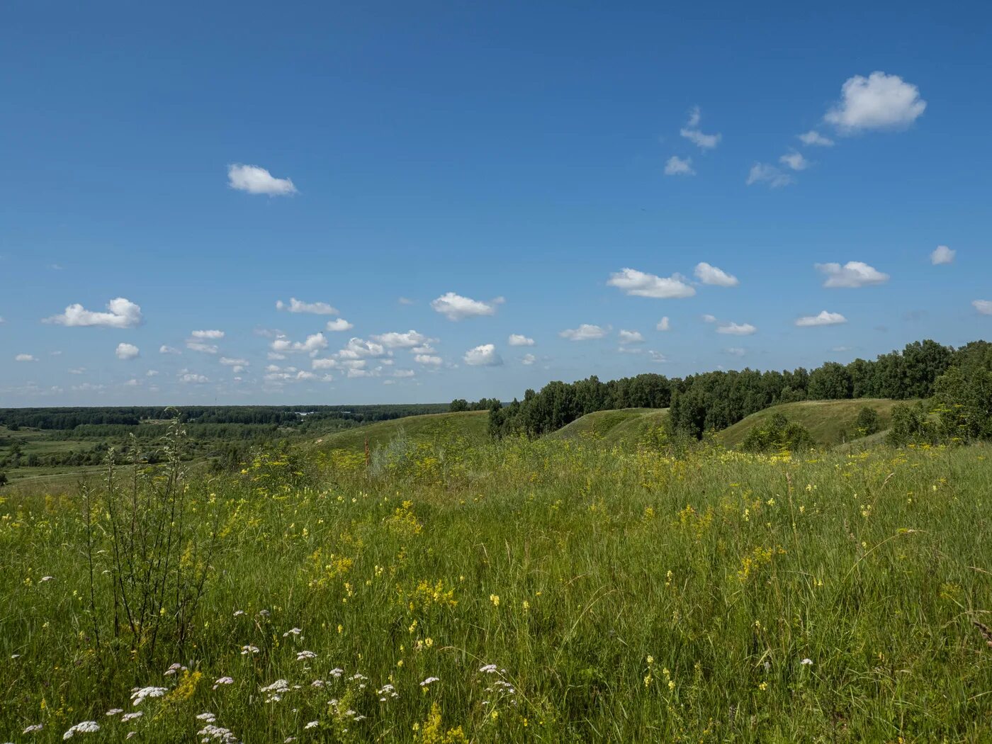 Холмы перелески луга