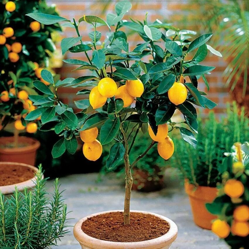 Бонсай лимон. Lemon Tree (лимонное дерево). Цитрус (комнатное растение) лимон Лунарио. Саженец лимона Мейера