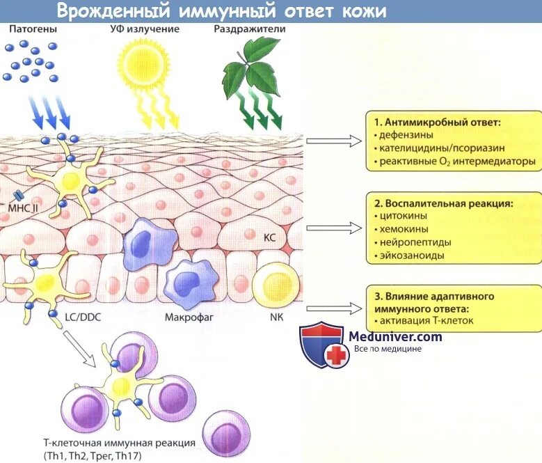 Иммунная система кожи. Клетки иммунной системы кожи. Иммунокомпетентные клетки кожи. Клетки врожденного иммунитета.