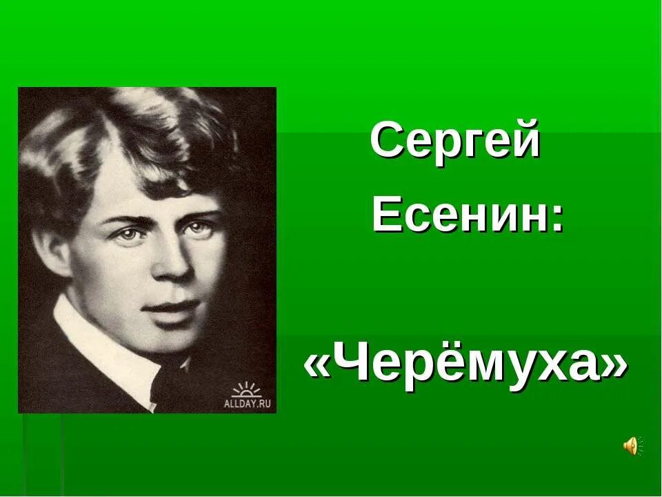 А. Черемуха есенин презентация 3 класс. Есенин черемуха 3 класс школа россии. А. "черемуха".