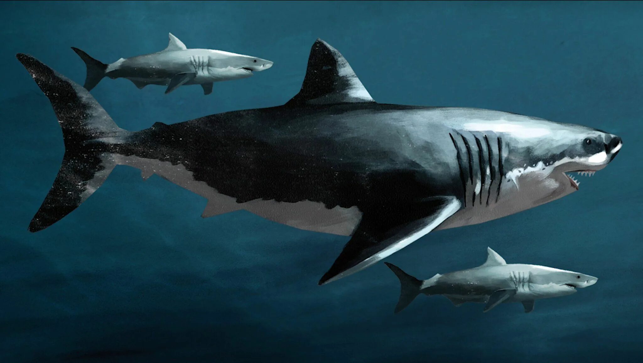 Какой длины акула. Акула МЕГАЛОДОН. Carcharodon Megalodon. Гигантская акула МЕГАЛОДОН. МЕГАЛОДОН И белая акула.