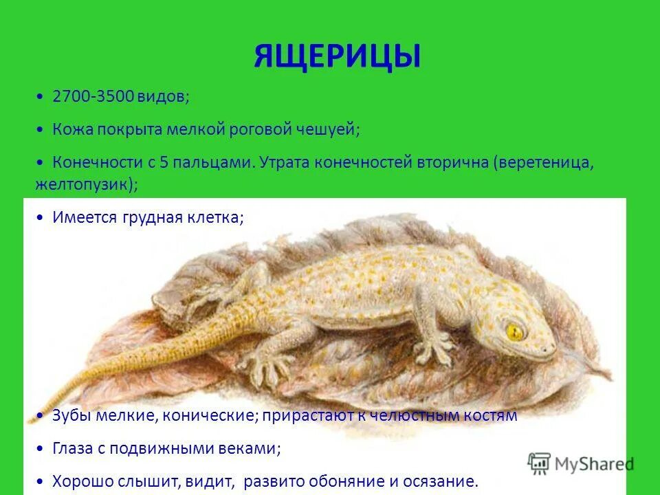 амфибия покрыта роговой чешуей. покровы земноводных. внутреннее оплодотворение у пресмыкающихся. чем покрыто тело пресмыкающихся. амфибия покрыта роговой чешуей.