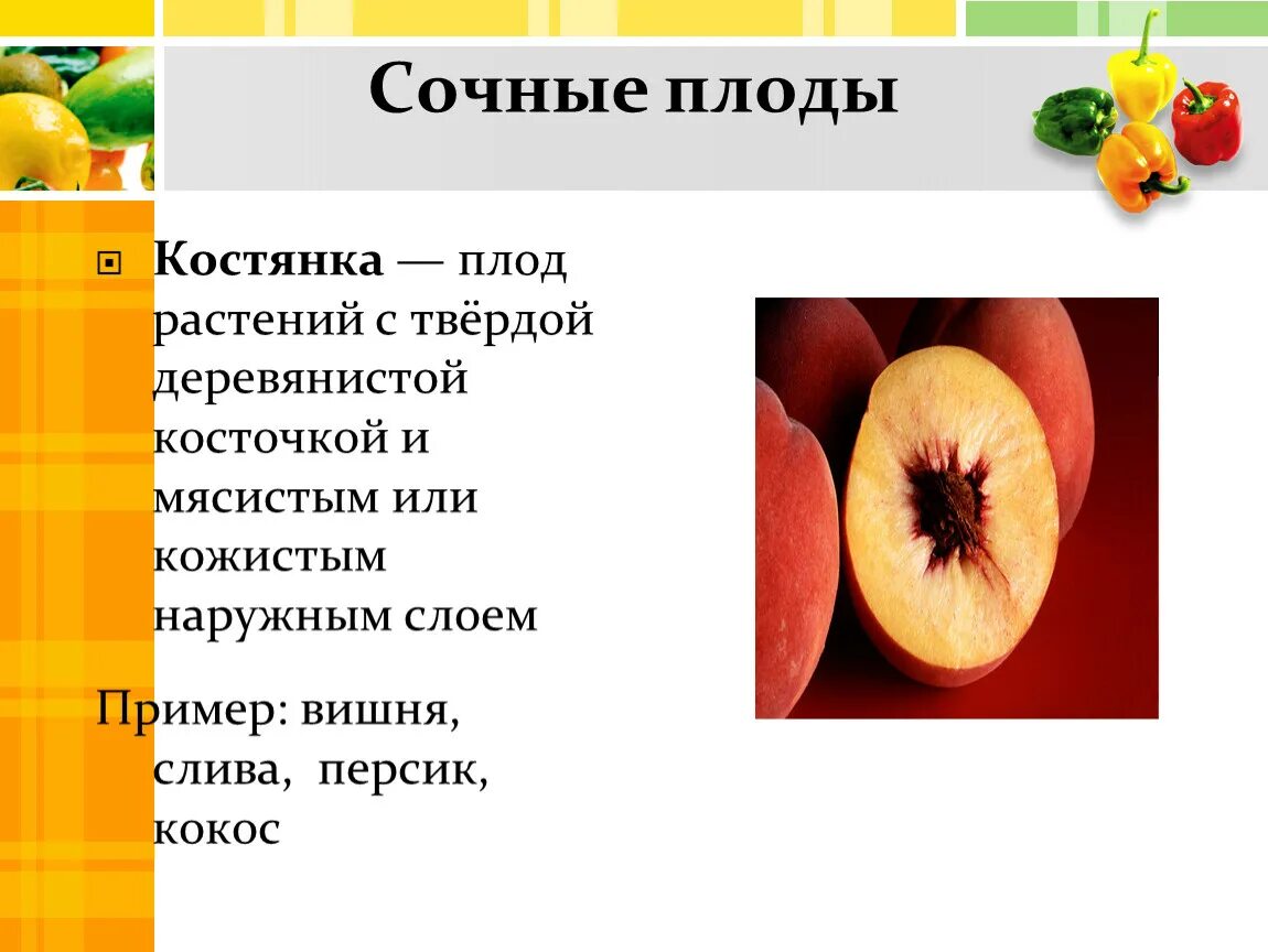 Плод костянка строение. Образуется односемянный плод — костянка. Сочная костянка плод. Растения с плодом костянка.