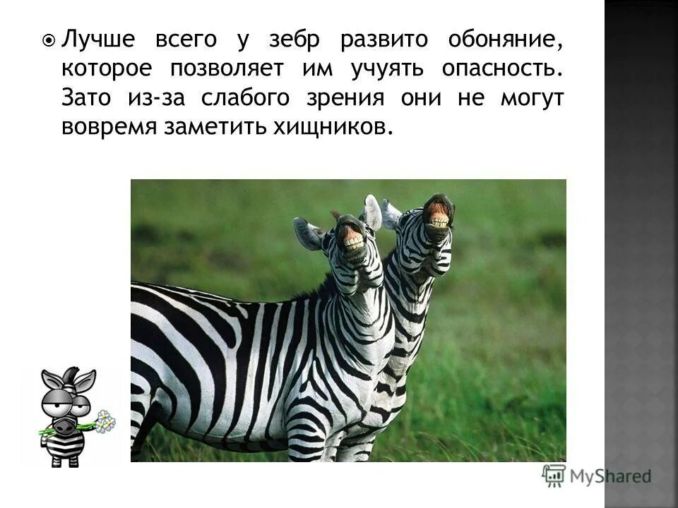 Почему у зебры не бывает стресса. Редуцированные полосы у зебр. У зебры есть рога или нет. Какое жилище у зебры 1 класс. Строение нервной системы у зебры.