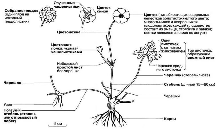 Покрытосеменные растения побег. Лютик ползучий формула цветка. Лютик ползучий органы растения. Семейство Лютиковые строение цветка. Строение цветковых растений.