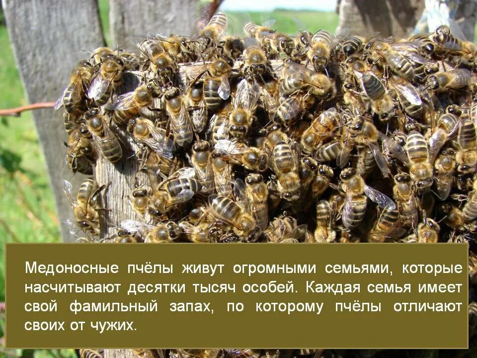 Различия пчел. Пчеломатка среднерусской породы. Виды пчел. Название пчел. Порода пчел с названиями.