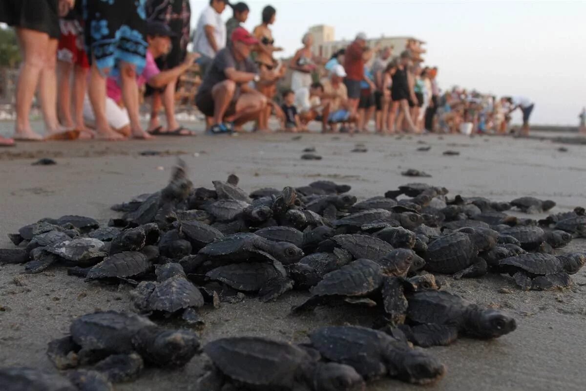 Ползут 3 черепахи. Черепашки бегут к морю. Морские Черепашата ползут к морю. Миграция черепах. Маленькие Черепашки ползут к морю.