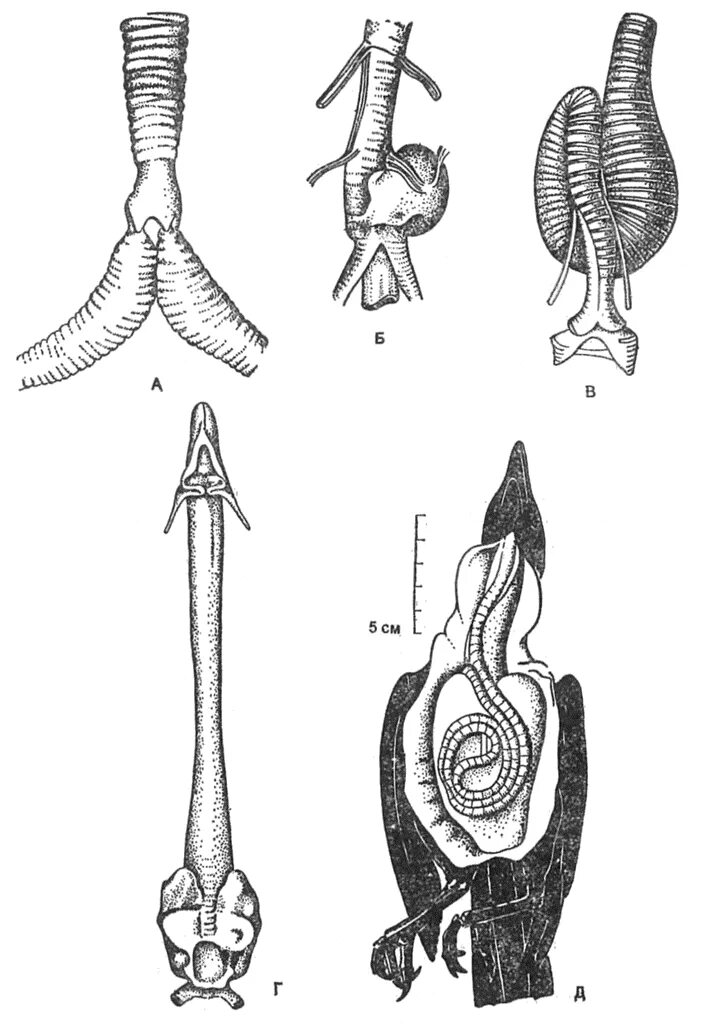 Гортань у птиц. Гортань у курицы анатомия. Строение трахеи у утки. Трахея у птиц.