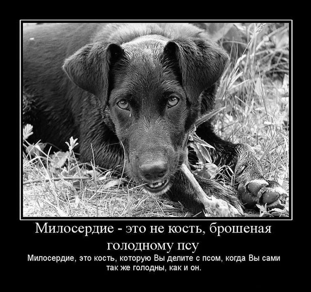 Про животных со смыслом. Кошка и собака любовь. Цитаты про собак. Демотиваторы про животных со смыслом. Бладхаунд карликовый.